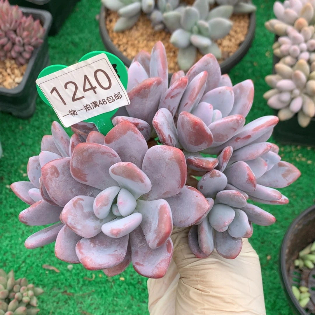 粉兔小树一物一拍1240