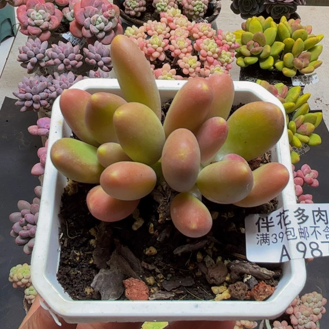 987芒果奶苗8cm多肉