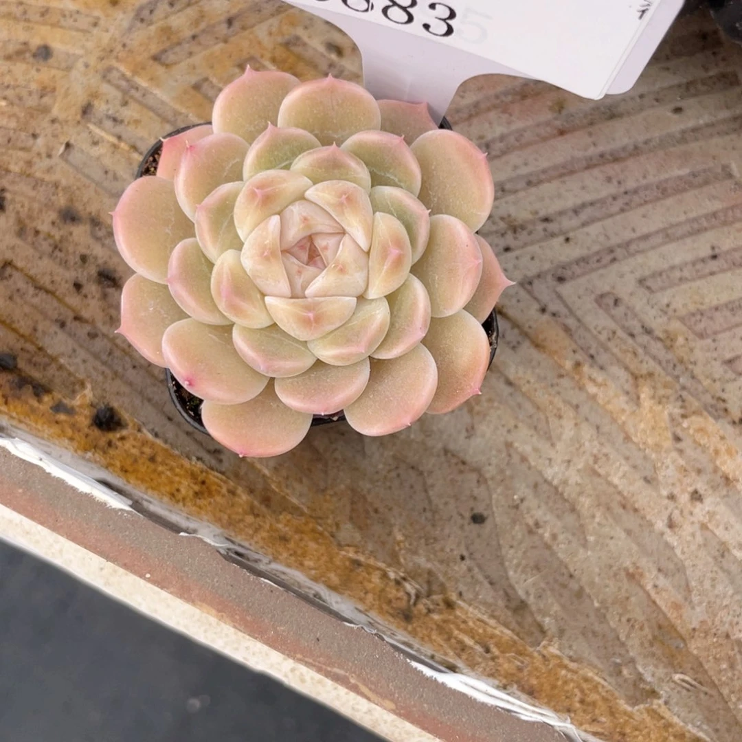 薇薇安园艺多肉0883