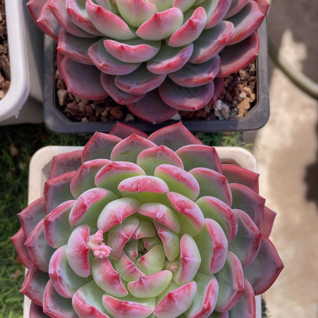 杨**?33344444444444444