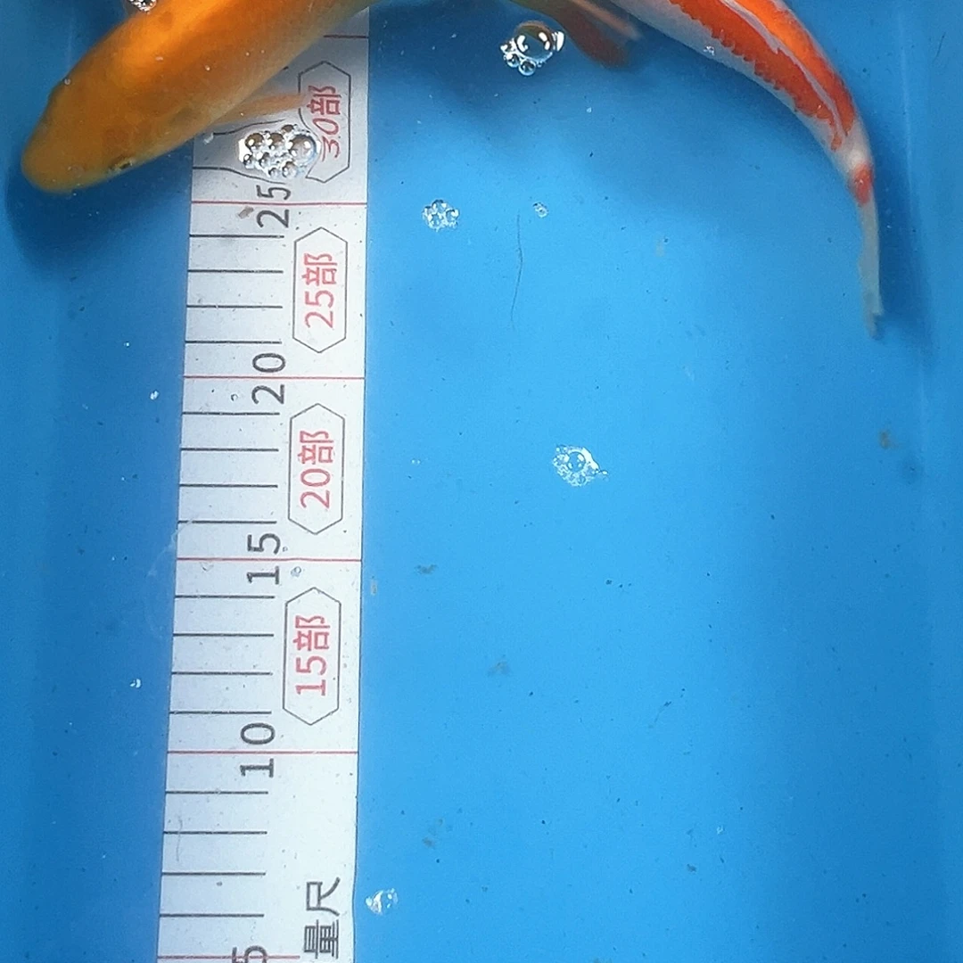 锦鲤鑫泓锦鲤养殖