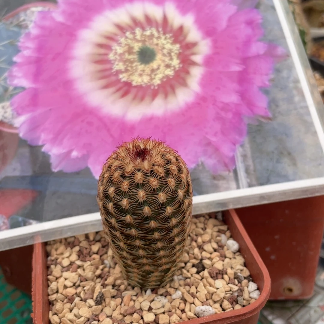 鹿角柱实生仙人球复色丽光