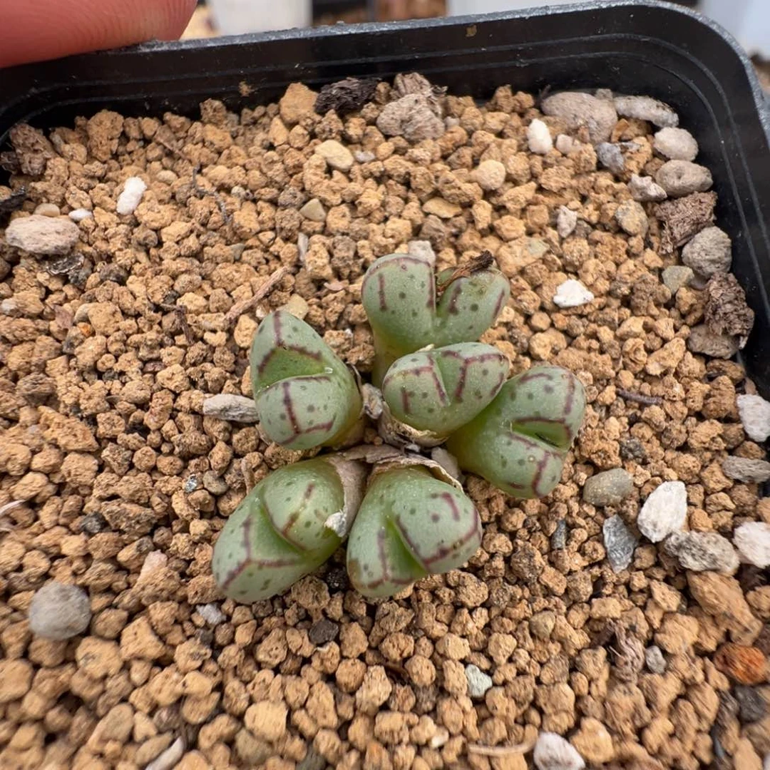 19-30海伦娜多肉植物，