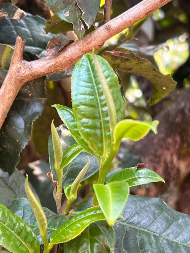 2025头春头采《老曼峨茶王地百年古树甜》生普