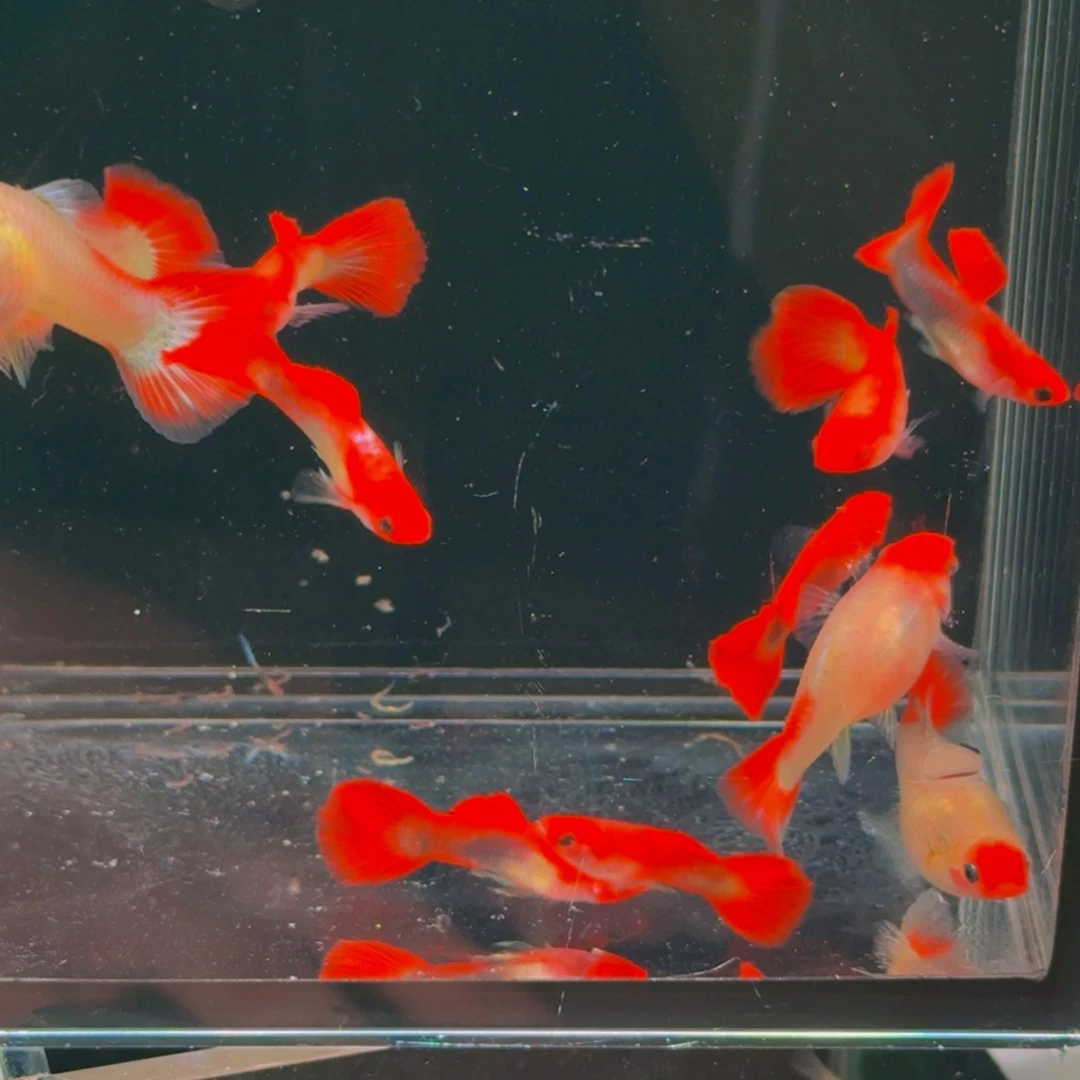 公母搭配淡水1.5-4厘米深海蓝贵族红头玻璃猫种鱼,3对6条