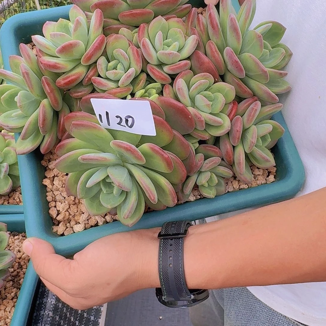 聆***、1120拉萨多肉植物