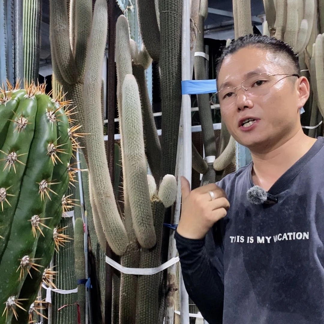 50公分新砍白毛柱侧枝量拍