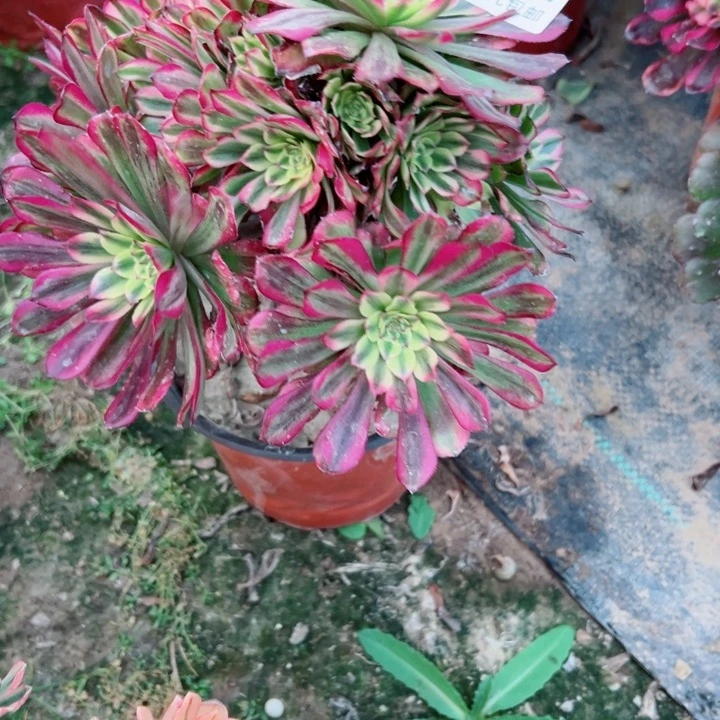 832舞天姬多肉植物