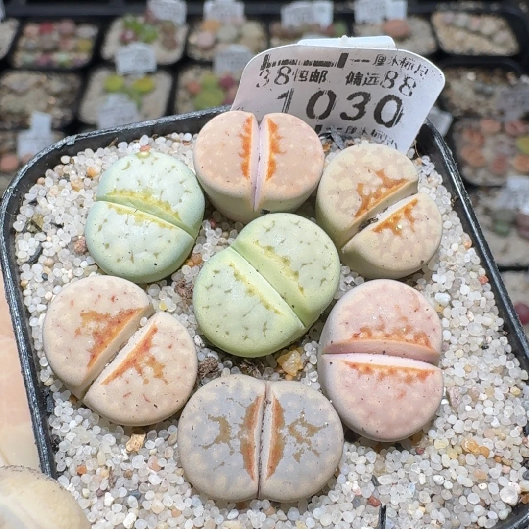 zzz福利捡漏了1030