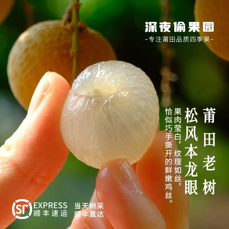 【顺丰助农】新鲜现摘现发莆田（老树）松风本龙眼 果园直发价