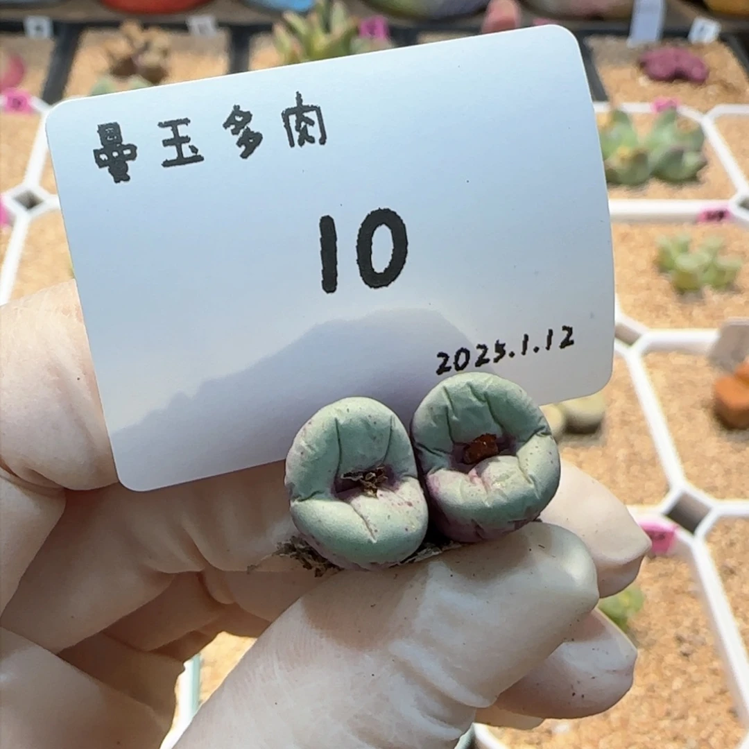 呼*多肉多肉多肉1.12-010