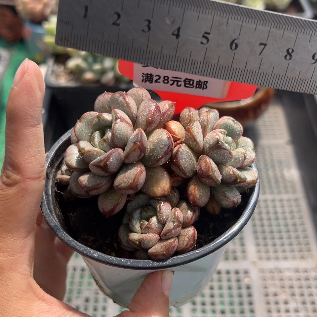 表妹精品多肉植物094.