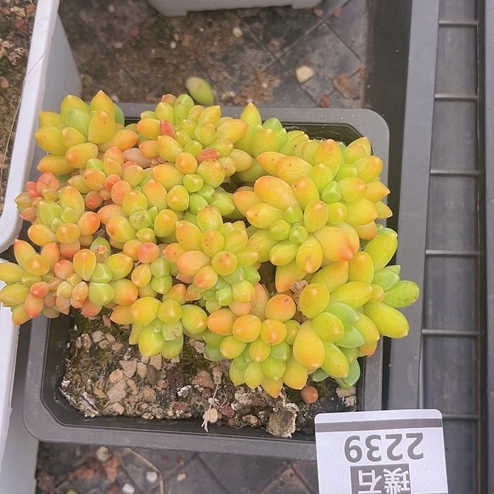 千代田缀2239多肉植物