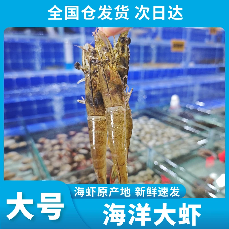 【顺丰次日达B】新鲜到家 3040海洋大虾 13-16cm/只 一斤15-20只左右 4斤/盒 共60-70只精品