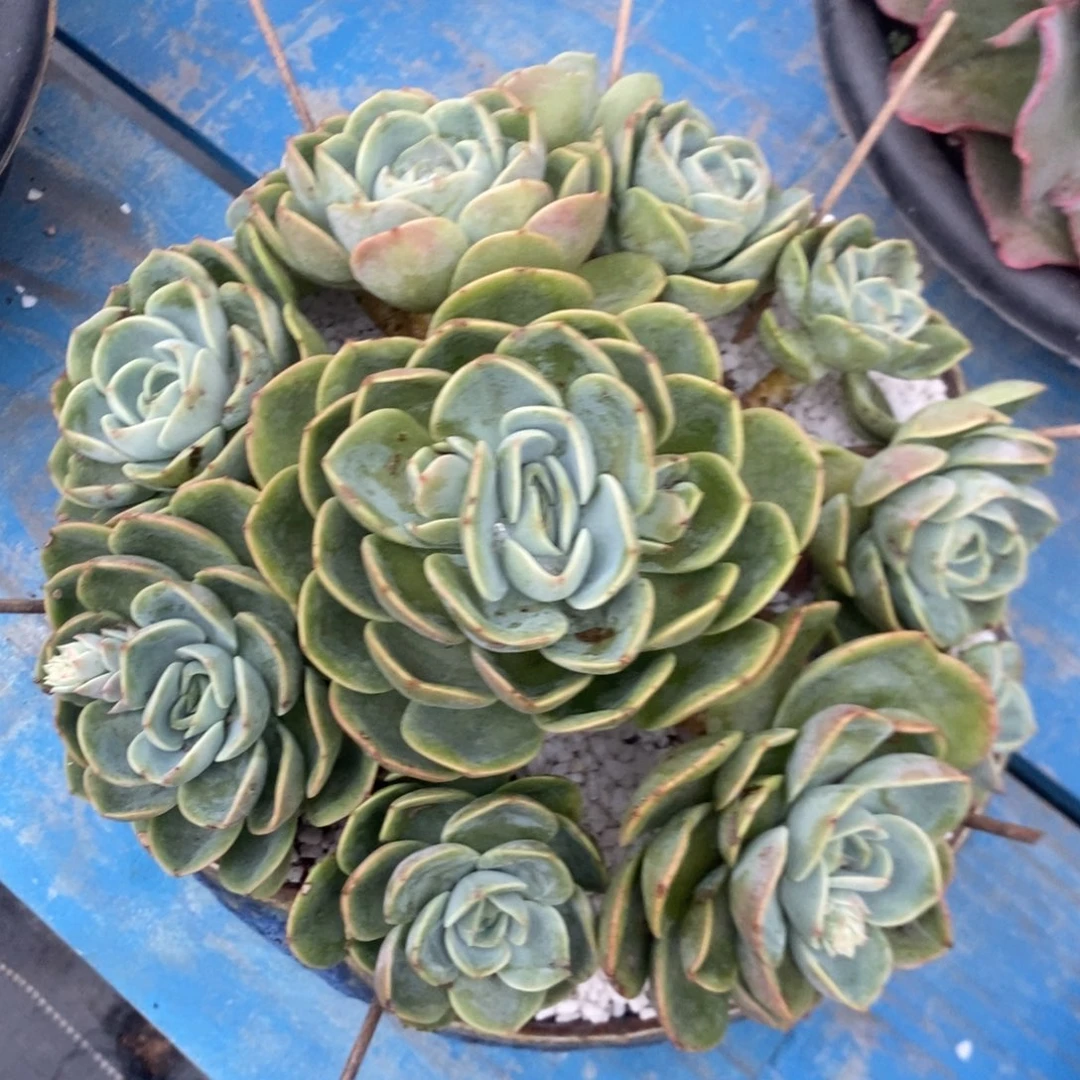 哈密瓜。