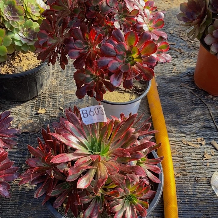 笑***生两棵603。