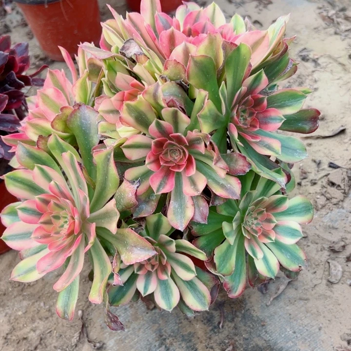 500洛神多肉植物