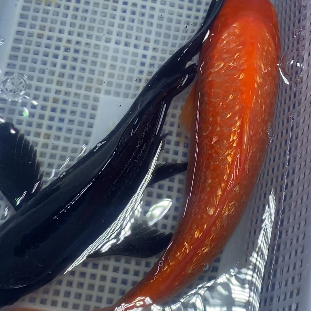 锦鲤冷水锦鲤包邮