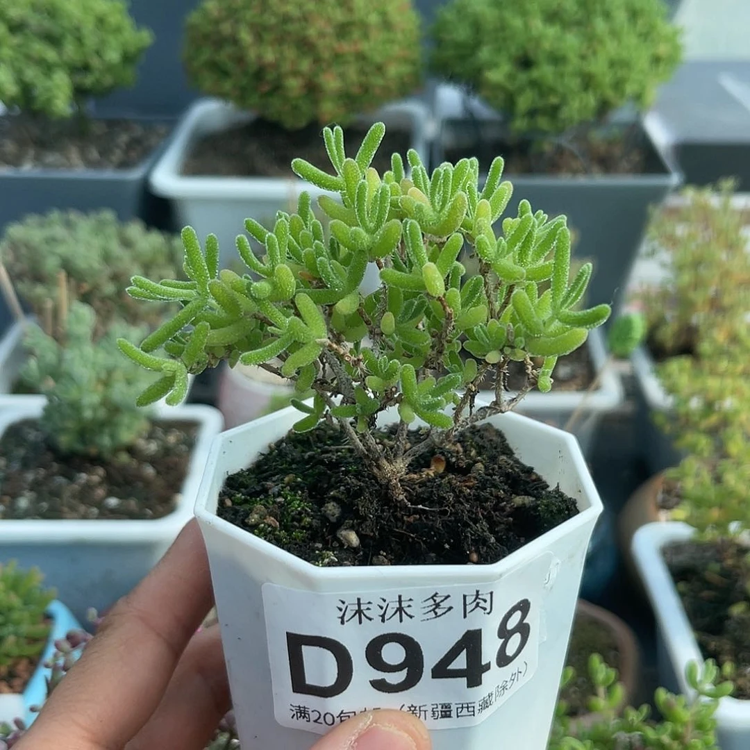 948冰川枝干番杏