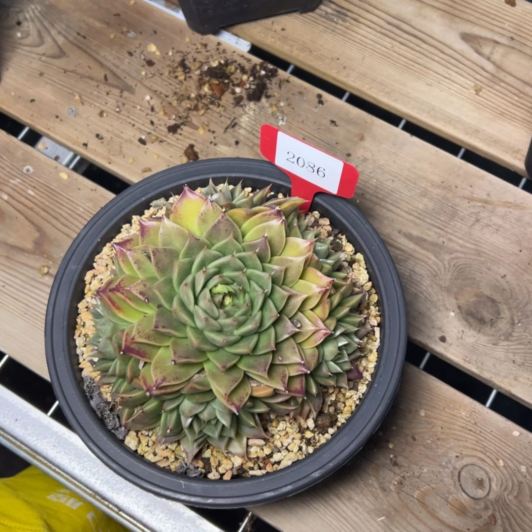 金**串2086肉多么多么多么多哦