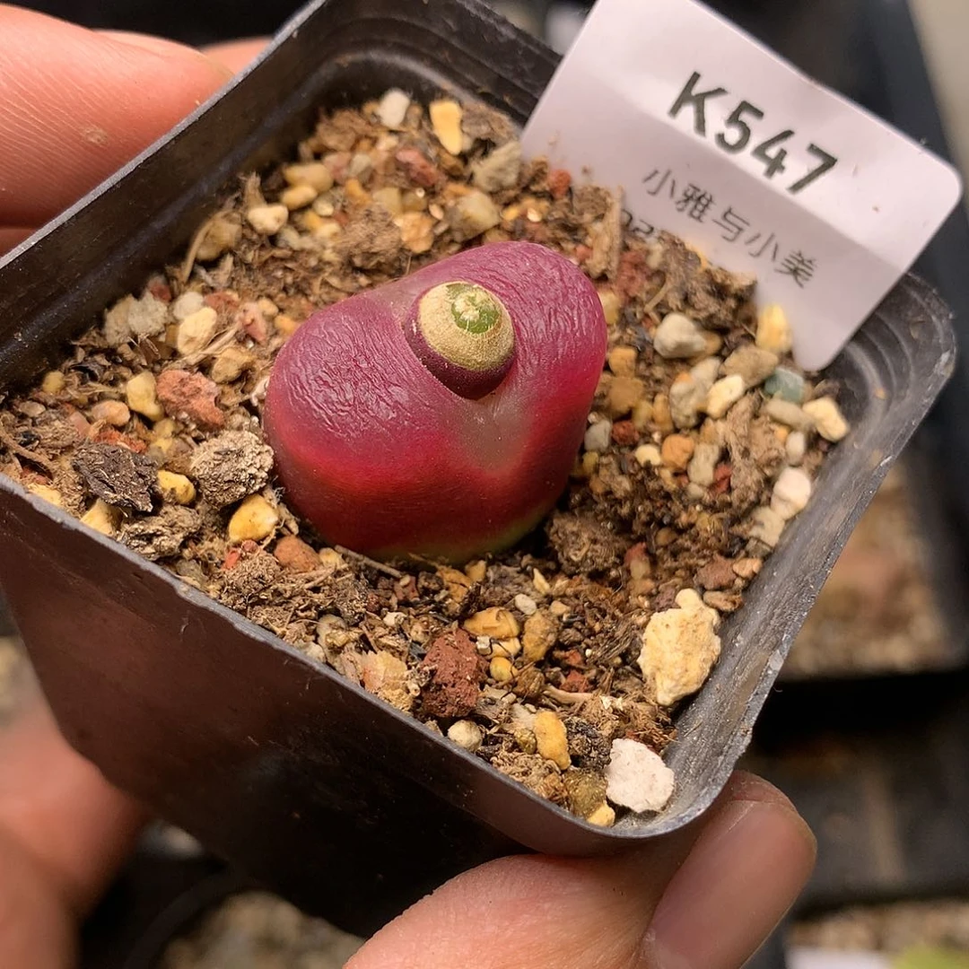 K547多肉植物保护