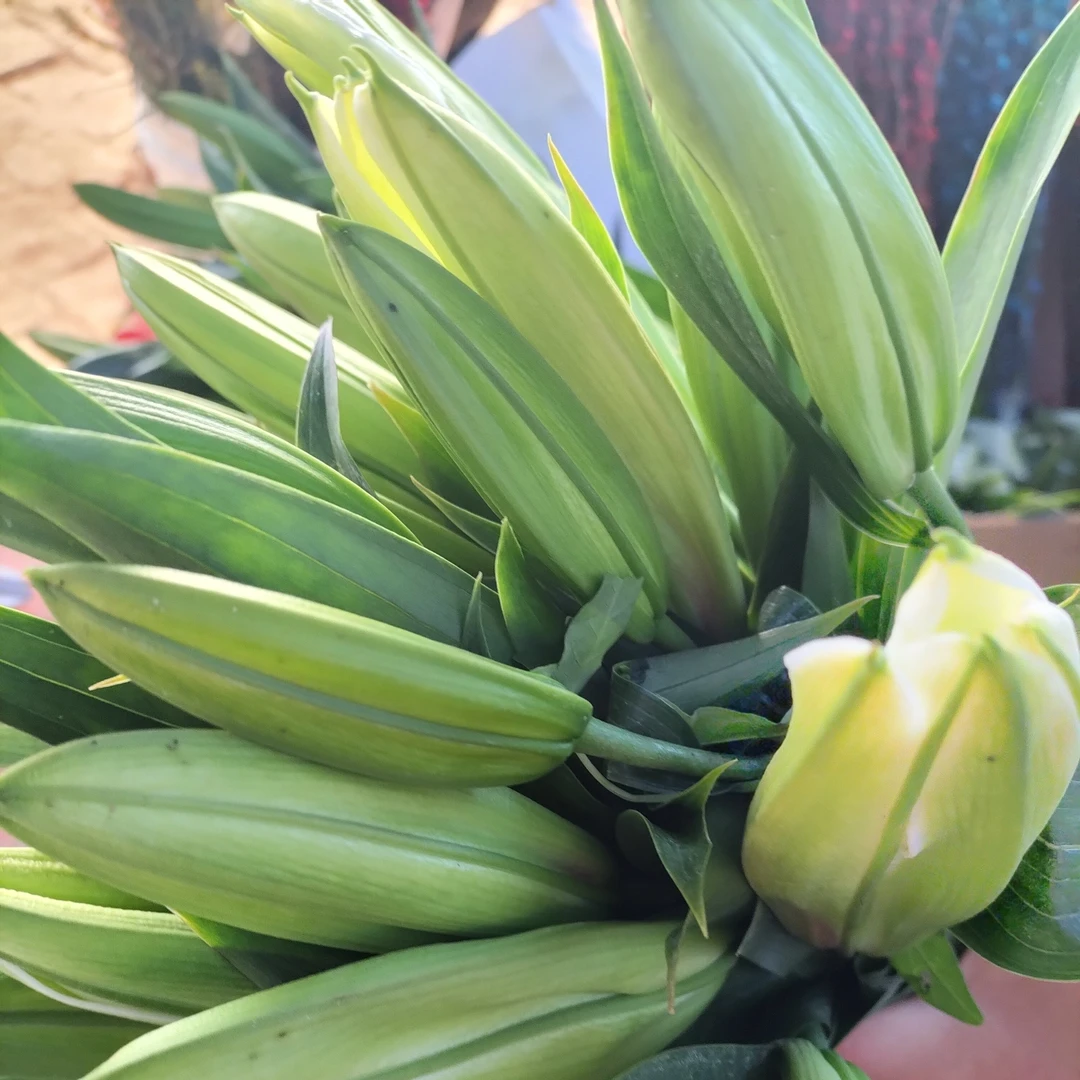 白百合3-4头，3支