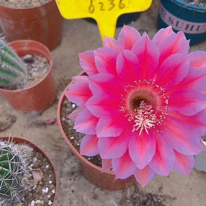 花***主仙人掌彩草0928摘花脱土发货