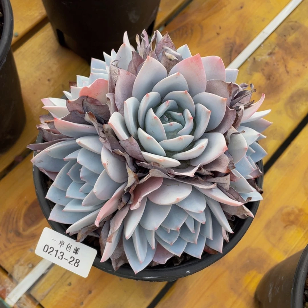 0213-28-白莲。。。。。