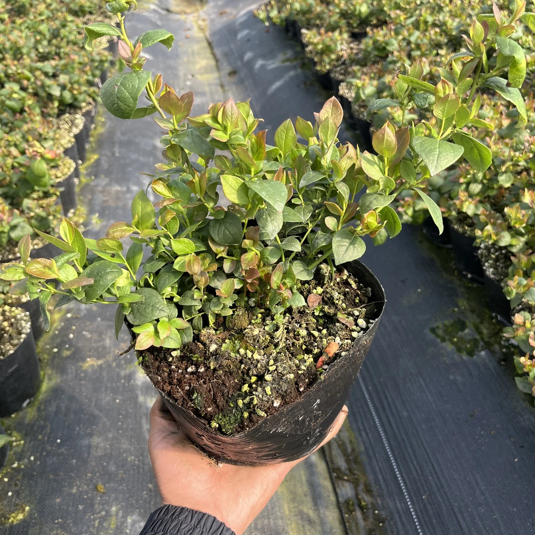 大钵1-1F-6花香户外漏天基质盆栽钵苗（抗性强）蓝莓果树苗蓝莓盆栽
