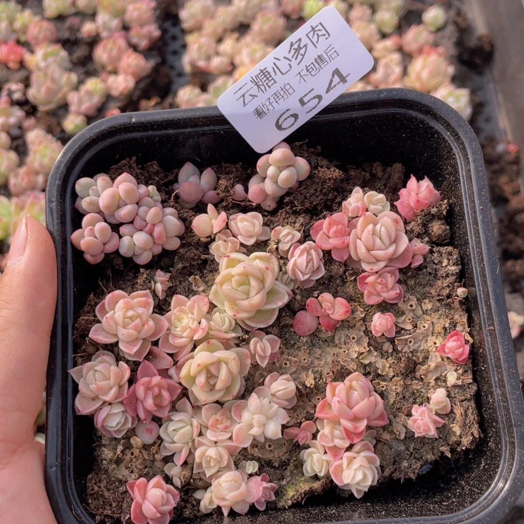 云糖心多肉植物654
