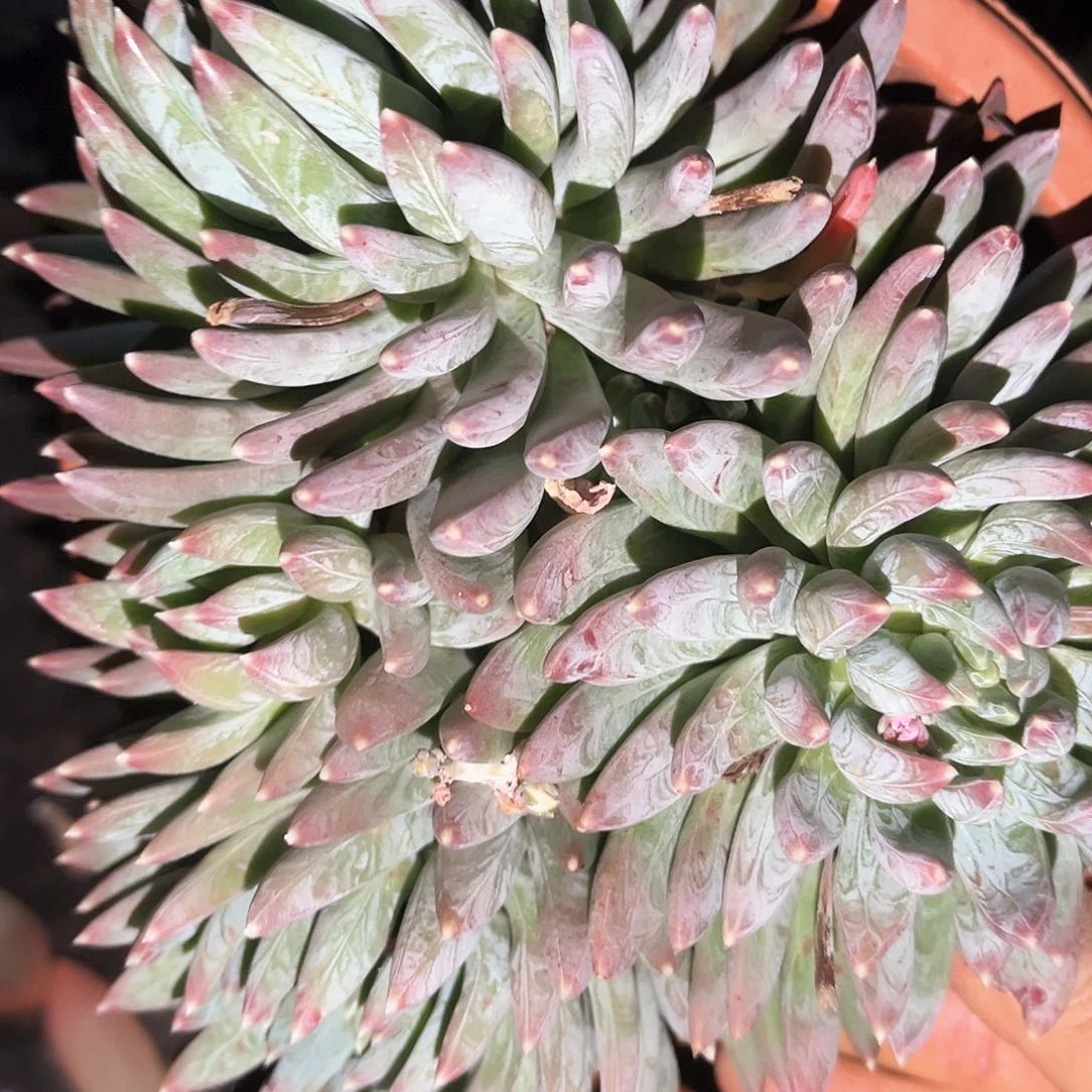 炫彩星16.99多肉植物