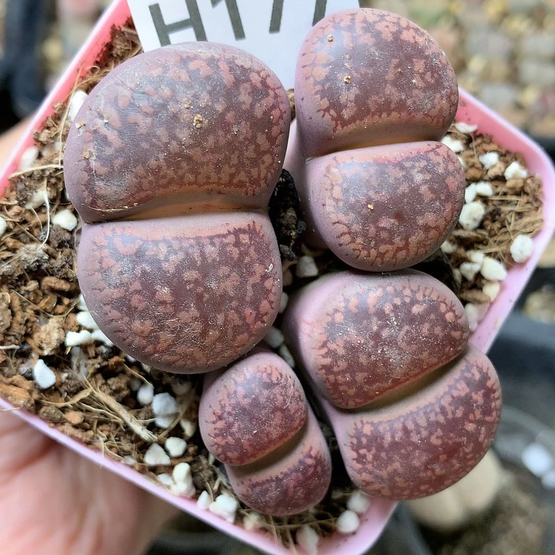 美**活H177多肉植物保护