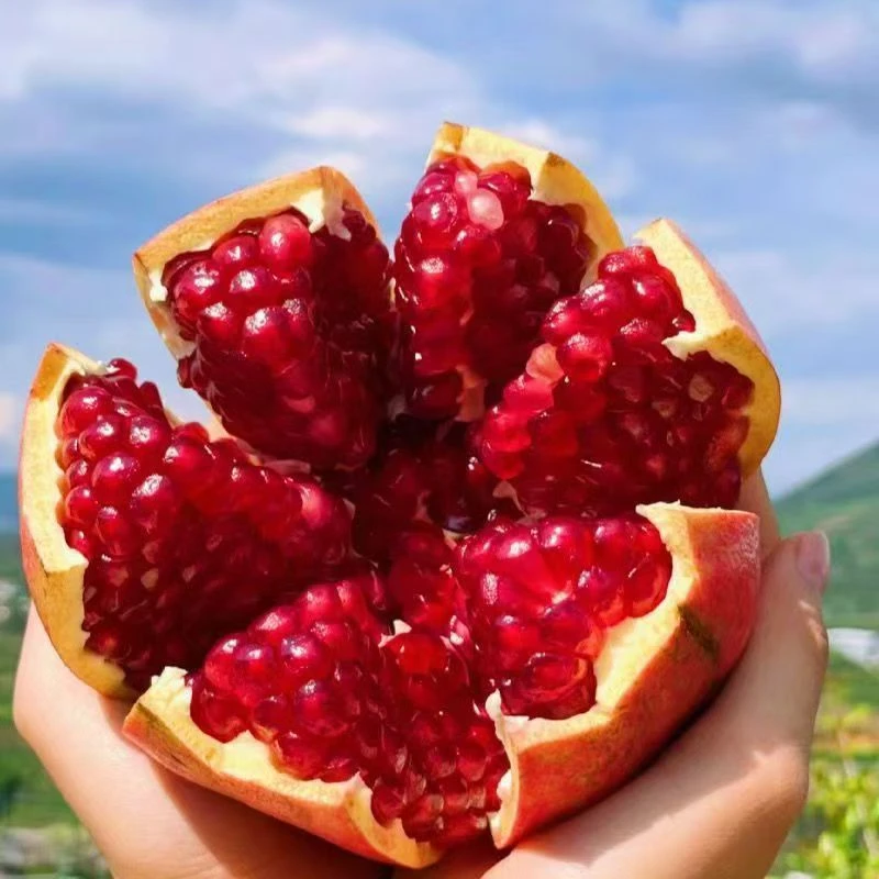 四川会理软籽石榴新鲜当季鲜甜多汁饱满水果