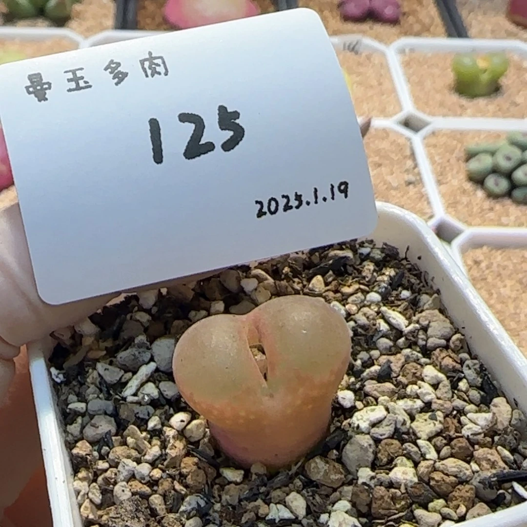 ?***拾多肉多肉多肉1.19-125