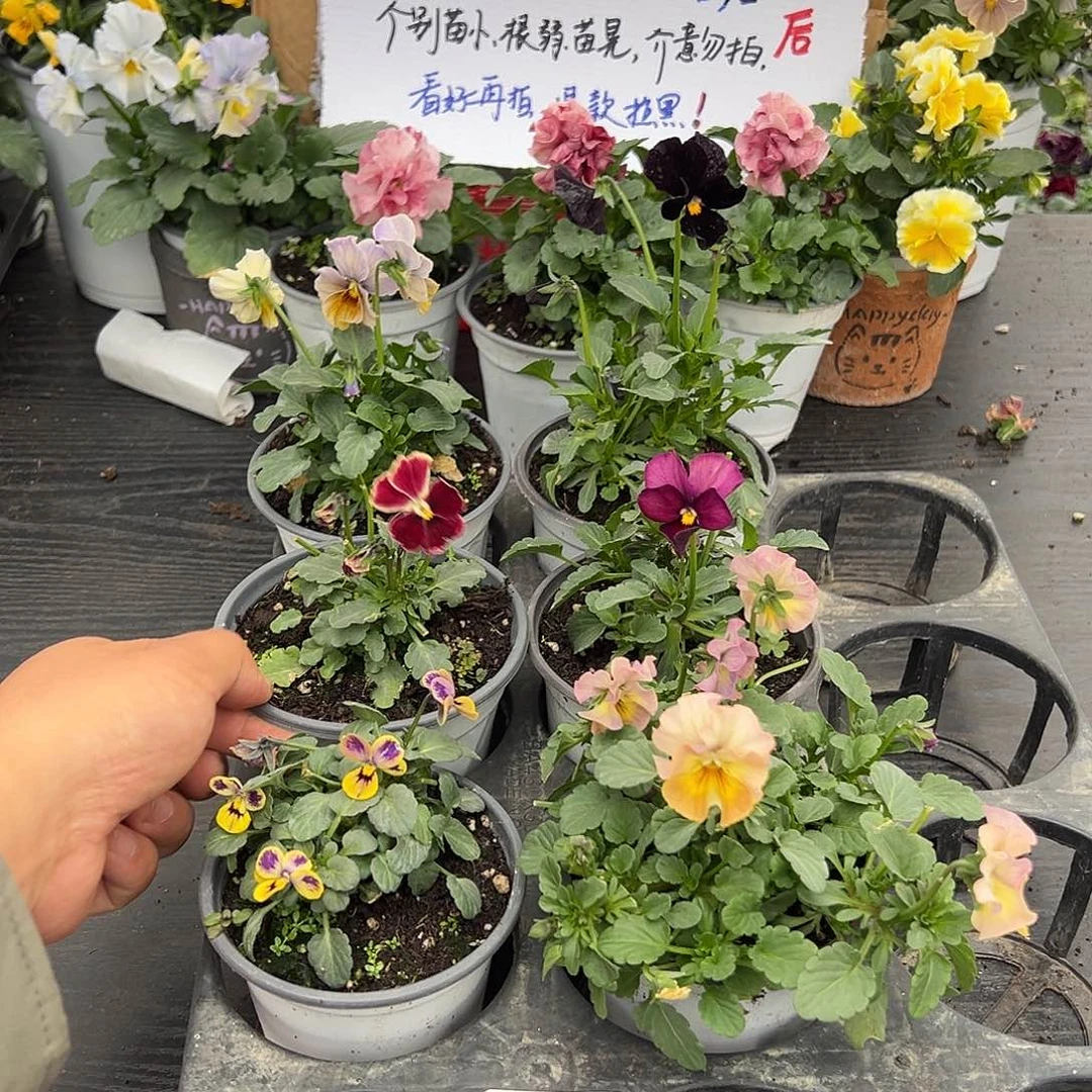 大部分花苞少量开放270号