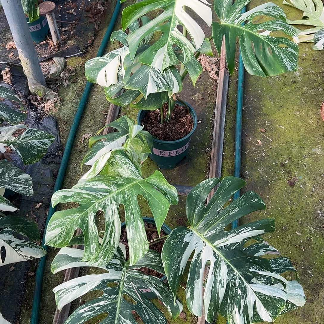 完全开放白龟顶芽随机发货不售后