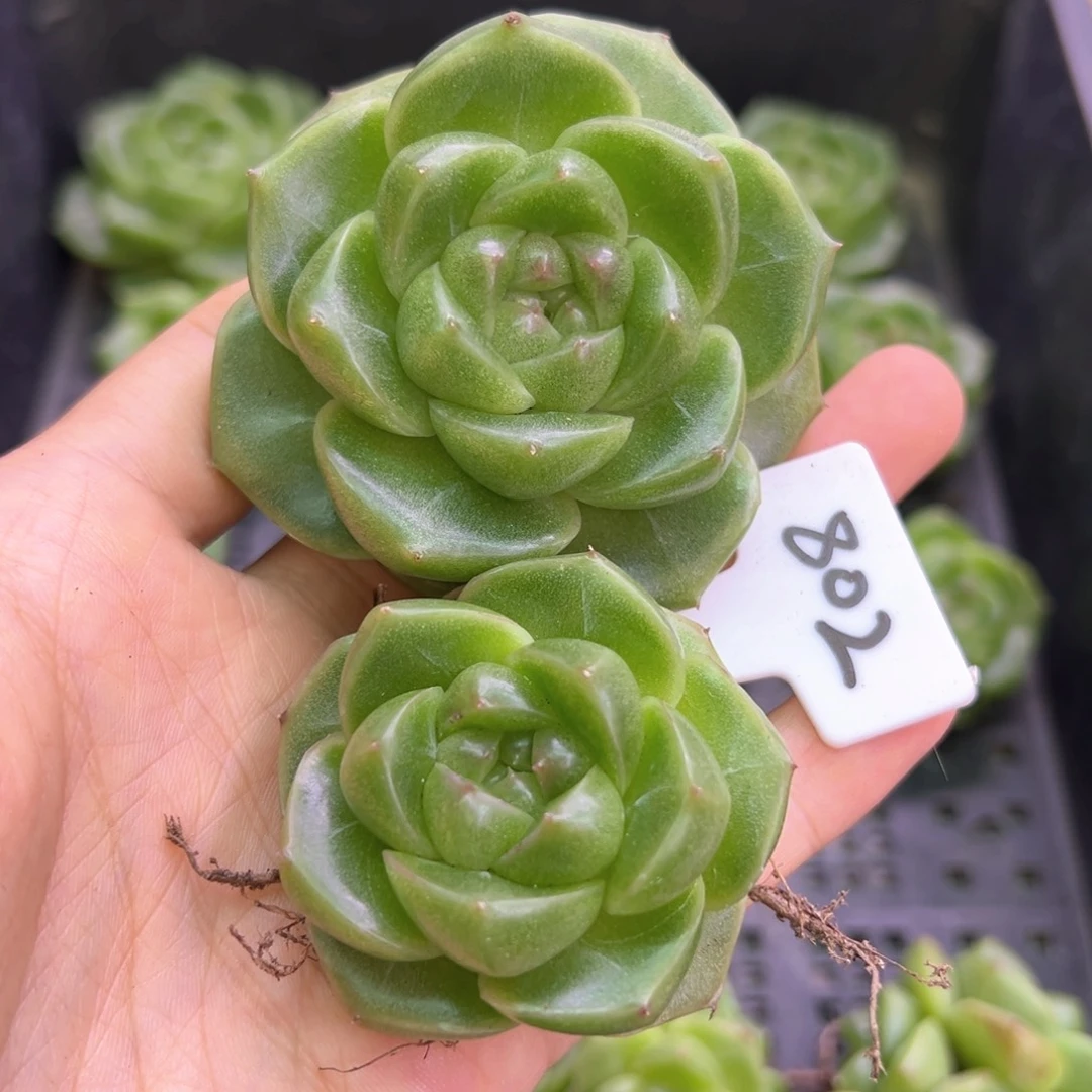802号珍妮两颗，晗雨多肉