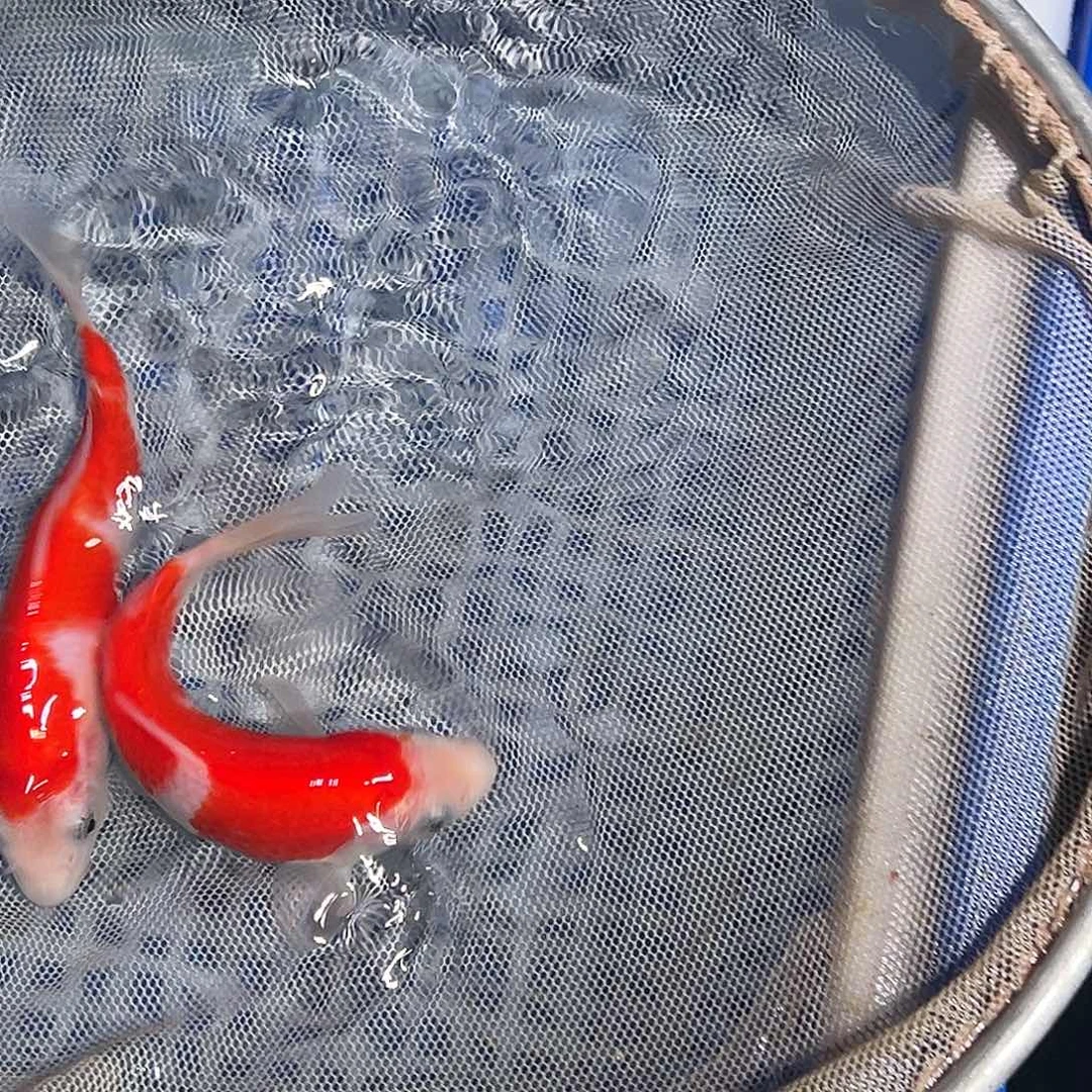 锦鲤锦鲤观赏鱼1111