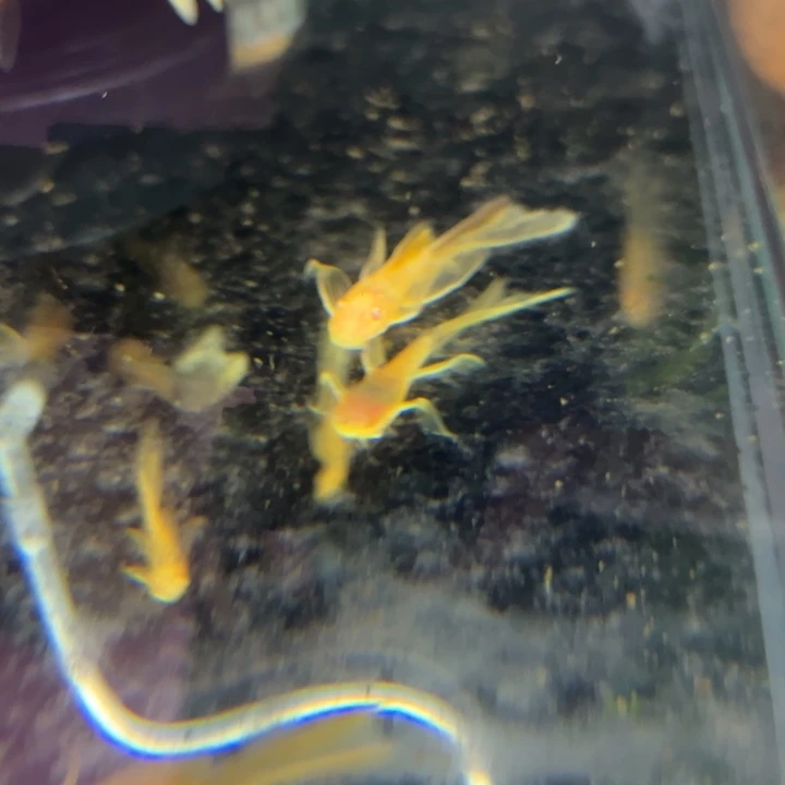 灯科鱼大帆工具鱼2