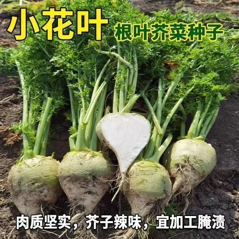 【全店任意挑选满8包包邮】小花叶芥菜种子小花樱芥菜种子