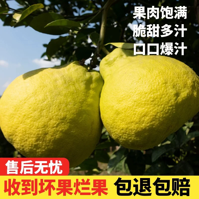 合江真龙柚 甄选老树果 清甜无酸无虾线