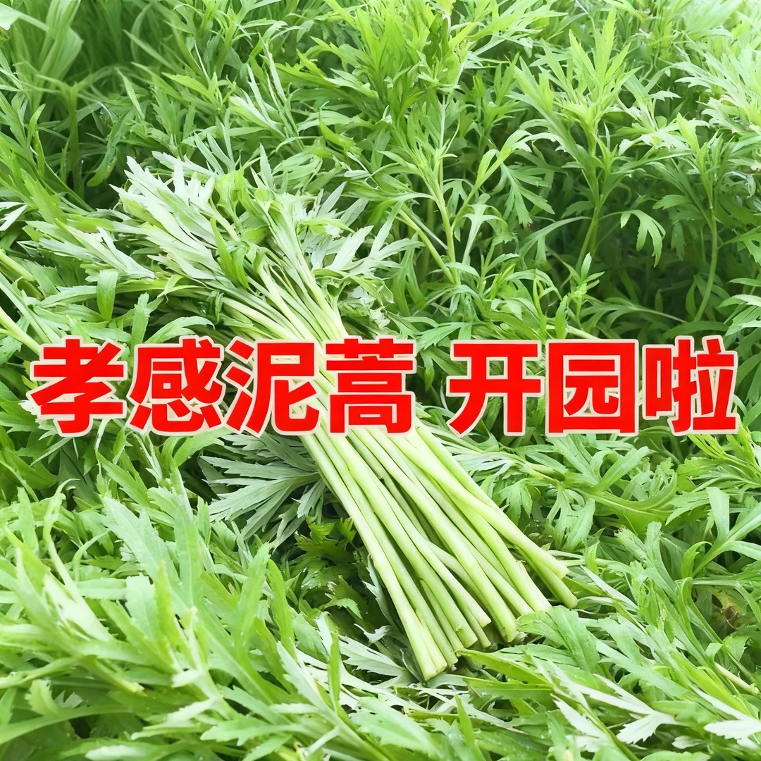 【孝感藜蒿】新鲜脆嫩的藜蒿开园啦