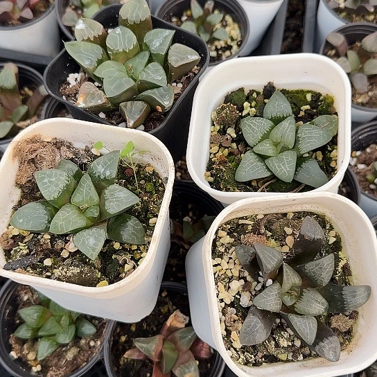 胖哥优选克里克特4颗