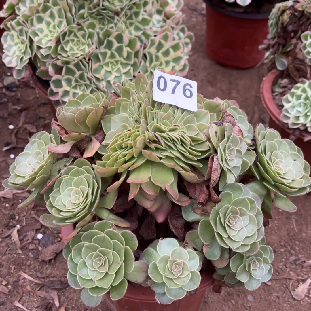 万圣节捧花缀076号法师