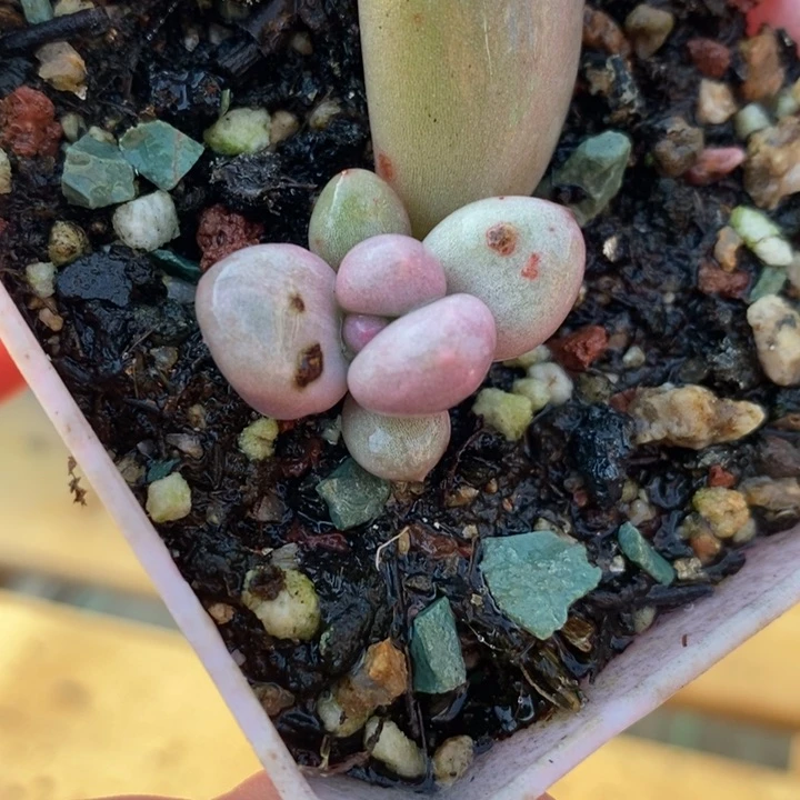 288宽大叶，锦基因的苗子，微瑕