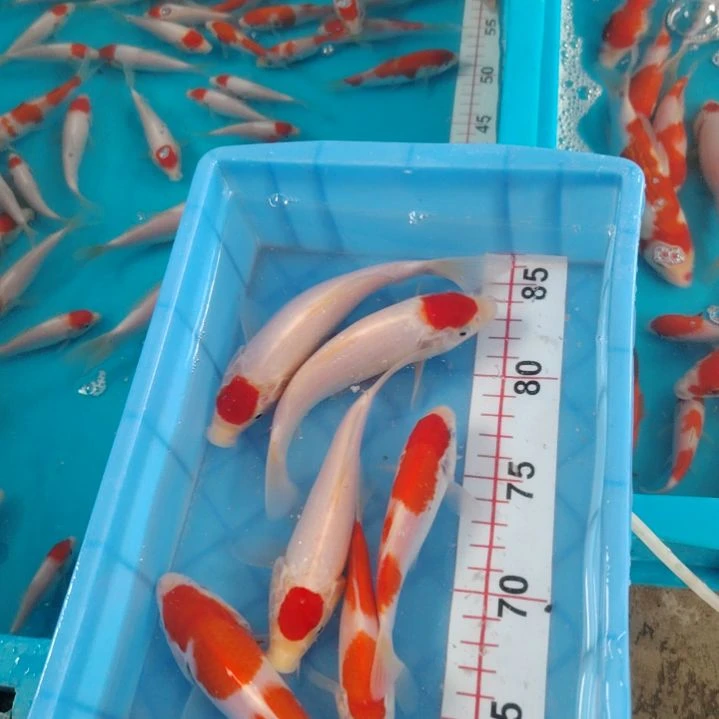 海水顺丰包邮开箱包活1