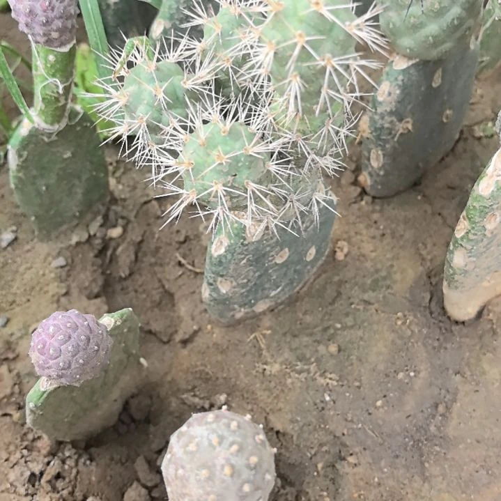 喵***人习志野仙人球侧芽