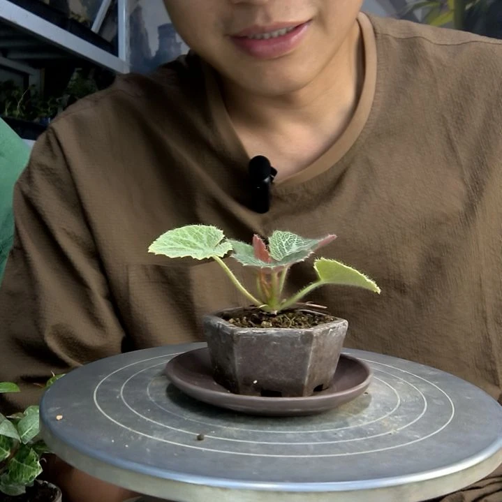 寒*雪中青园艺一物一拍152