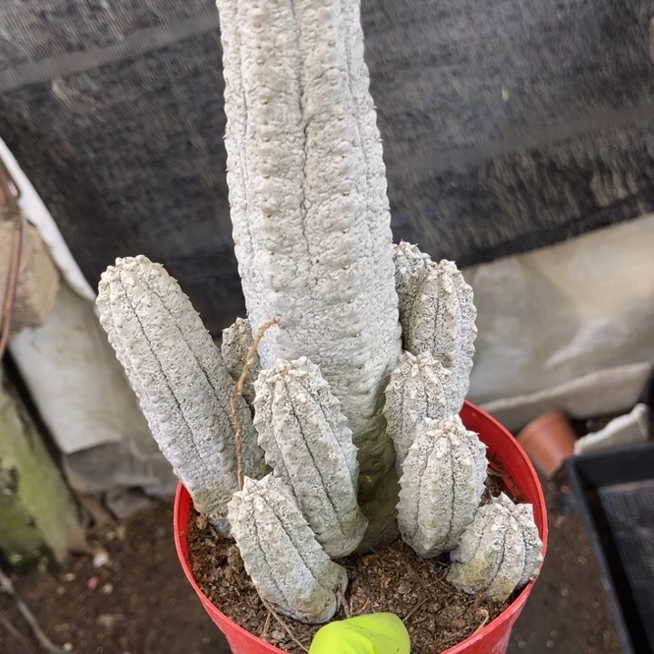 雅迪麒麟，水泥柱一盆有根