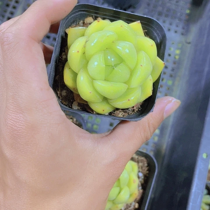 精品翡翠珍妮多肉植物